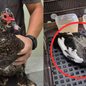 Dona da pata ajudou as autoridades a localizar o animal e confirmou que o idoso era responsável por cuidar das aves - Foto: Raphael Lapa
