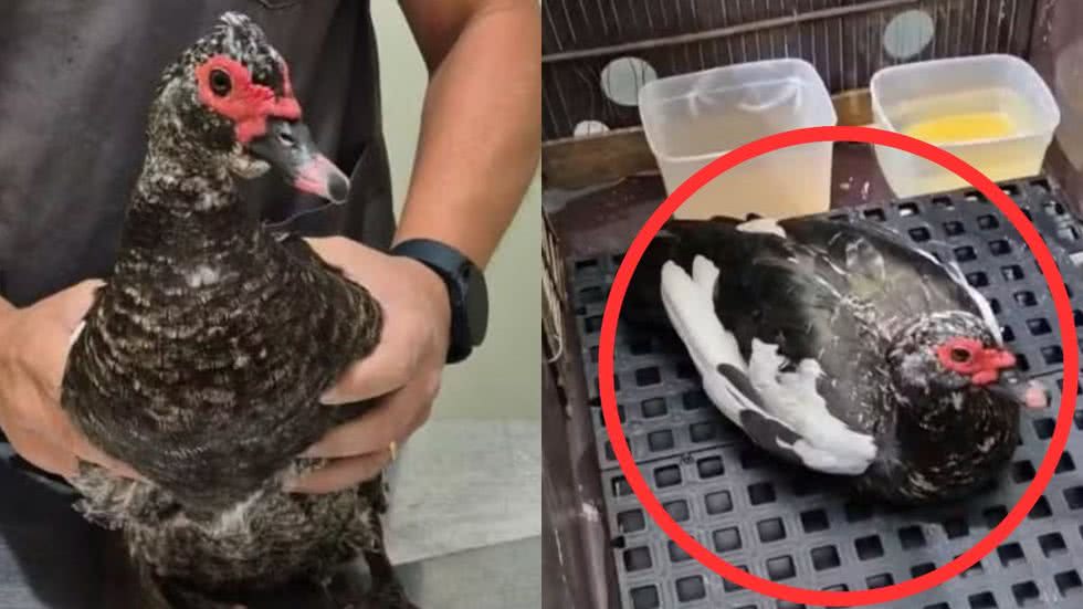 Dona da pata ajudou as autoridades a localizar o animal e confirmou que o idoso era responsável por cuidar das aves - Foto: Raphael Lapa