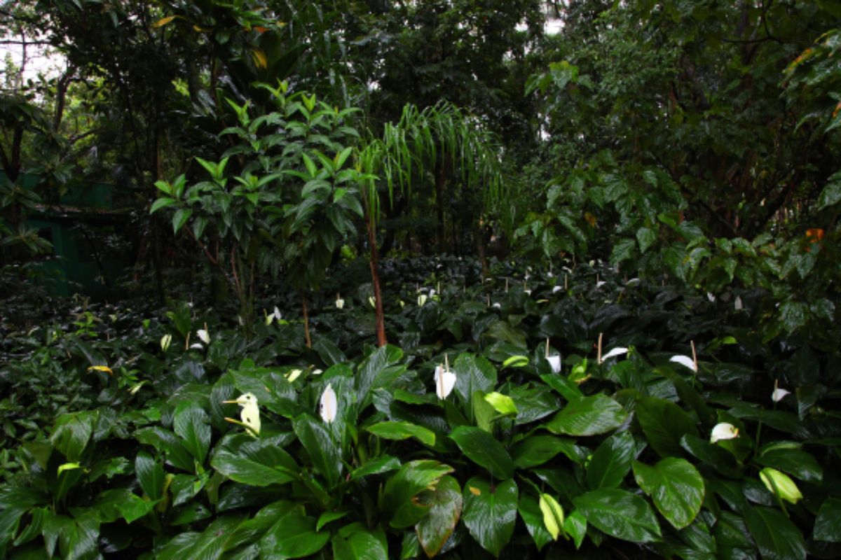 O Orquidário de Santos possui uma grande área verde